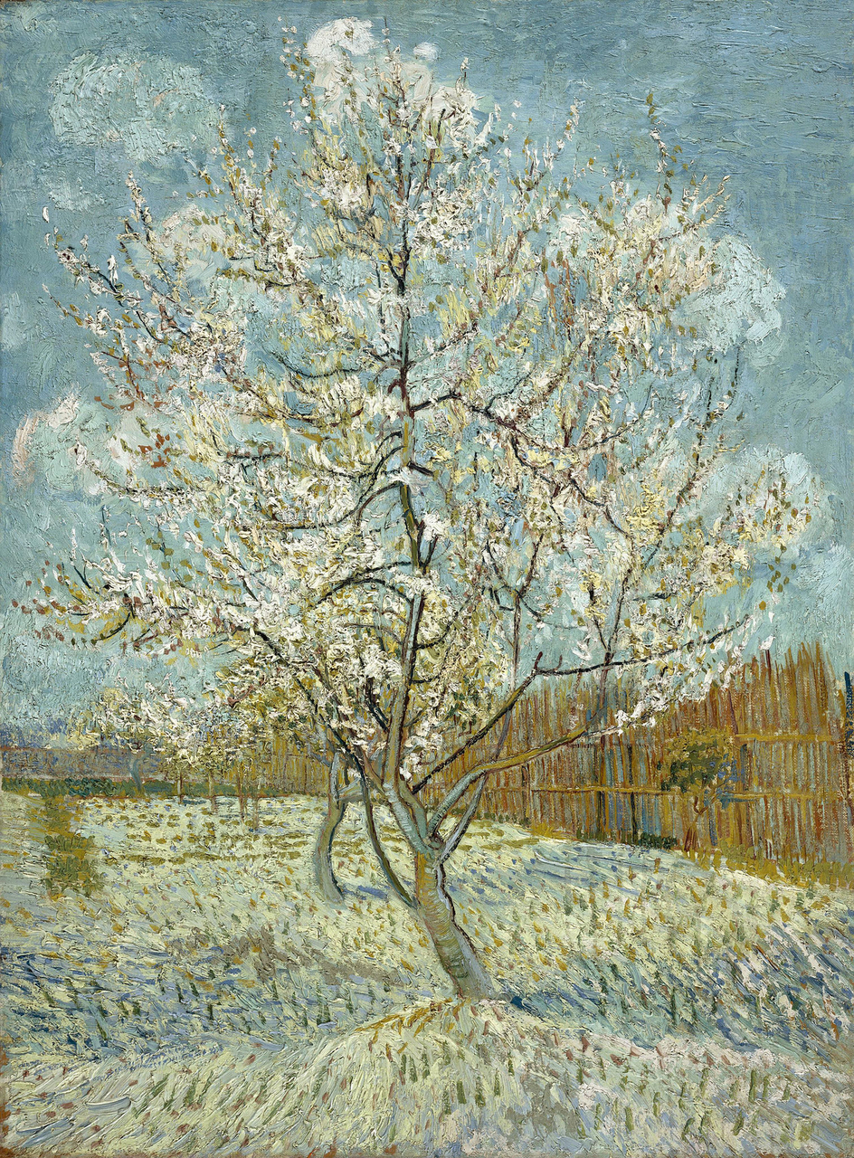 Peach Tree in Blossom / Flowering Peach Tree