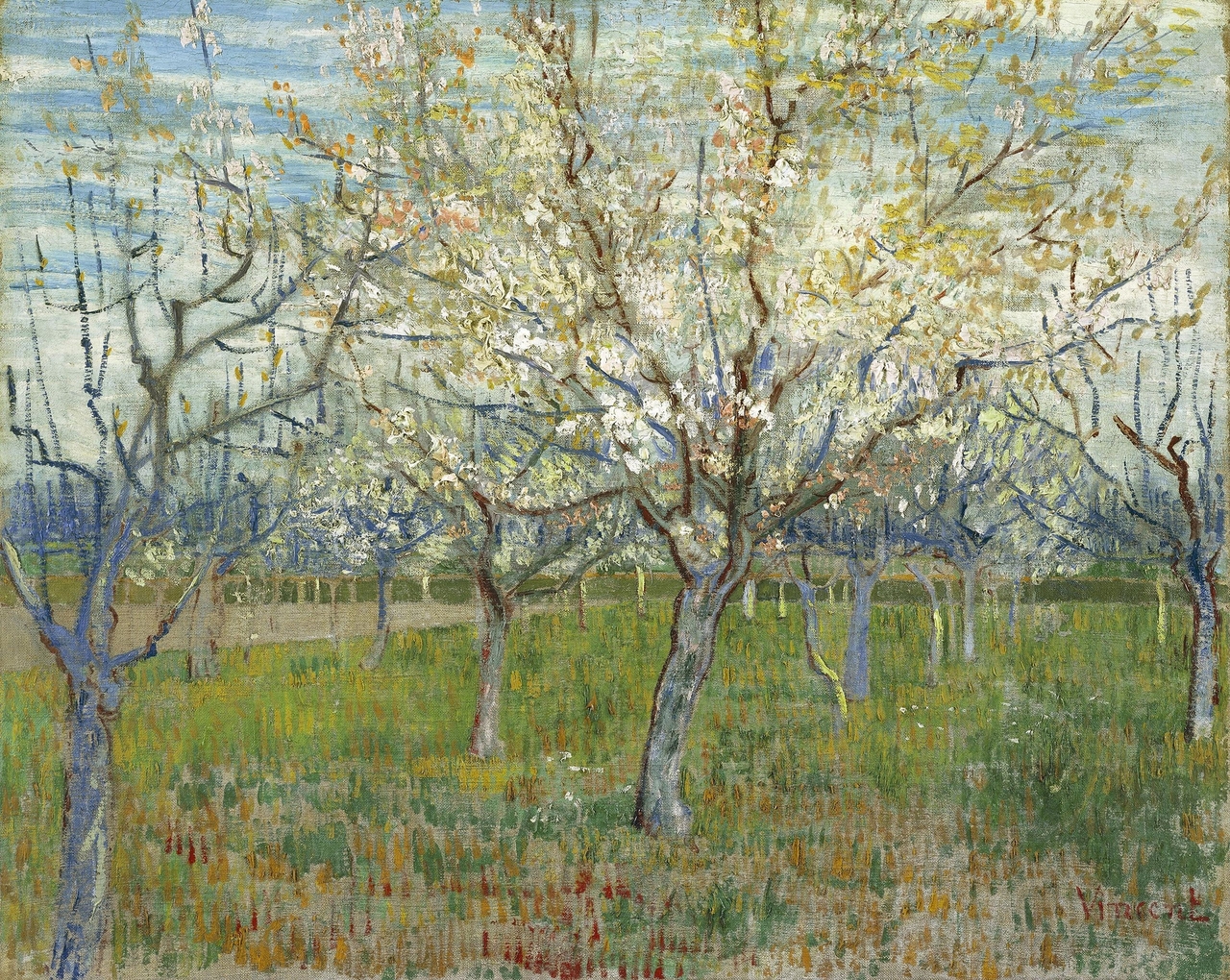 The Pink Orchard also Orchard with Blooming Apricot Trees