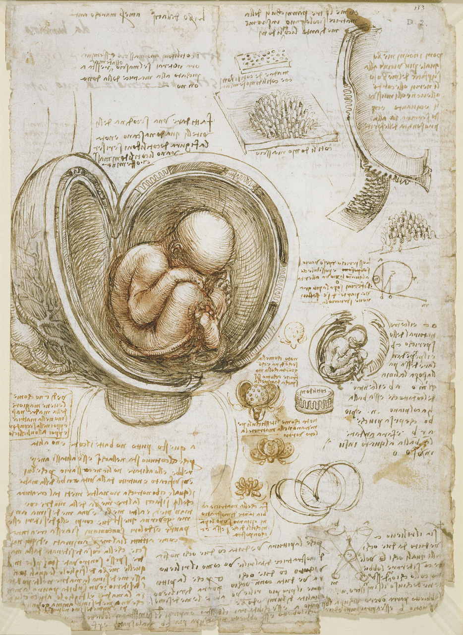 Studies of the Foetus in the Womb.