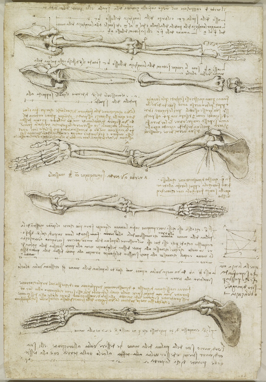 Anatomical study of the arm