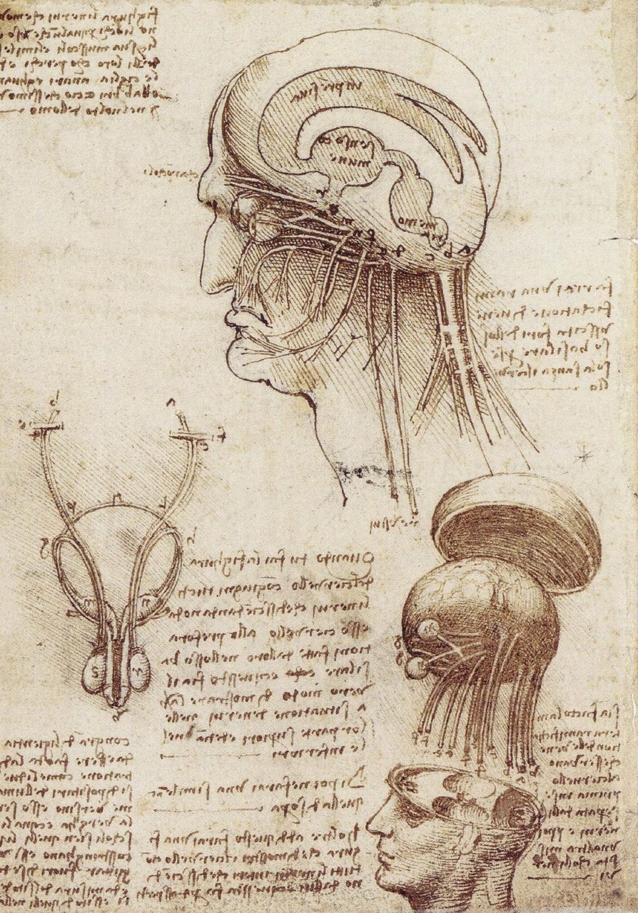 Physiological sketch of the human brain and skull