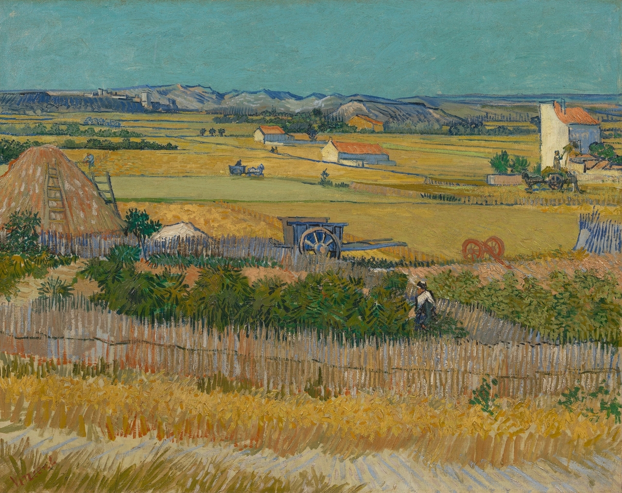 The harvest