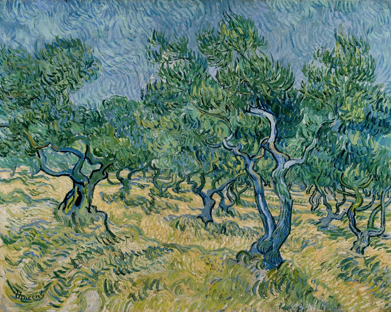 Olive grove
